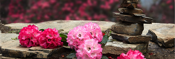 Rhododendrons-Header